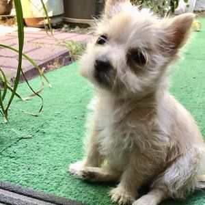 Meet your Posher, Sofia